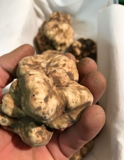 Scillo Tartufi Tartufi web 14