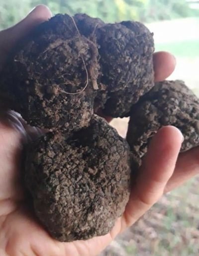 Scillo Tartufi Tartufi web 18