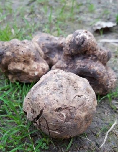 Scillo Tartufi Tartufi web 19