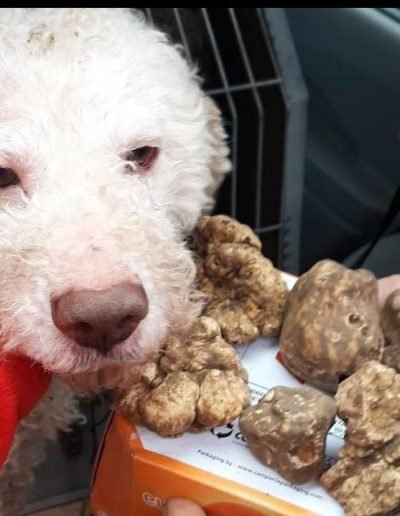 Scillo Tartufi Tartufi web 22