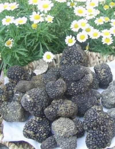 Scillo Tartufi Tartufi web 3