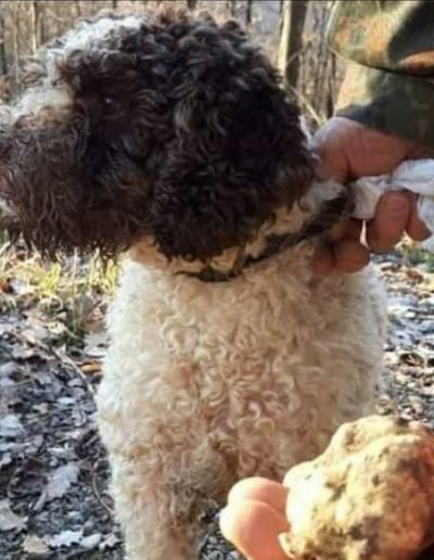 Scillo Tartufi Tartufi web 4