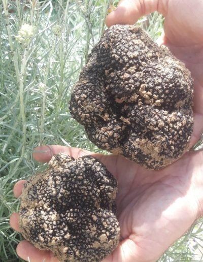 scillo tartufi tartufi02