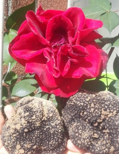 scillo tartufi tartufi03