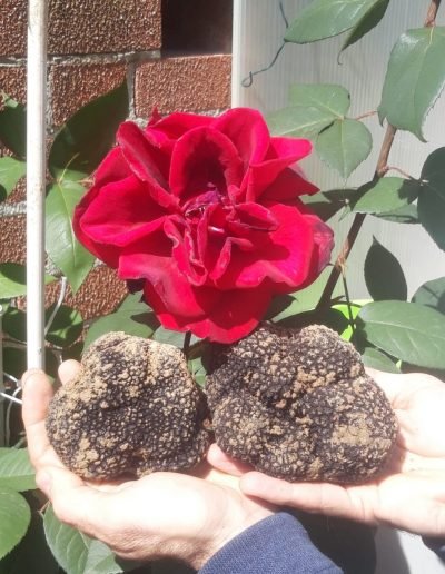 scillo tartufi tartufi05