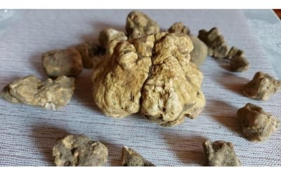 News 3 I ritrovamenti del 2021