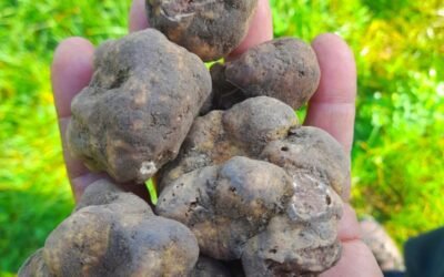 News 1 Funghi, Tartufi e non solo!
